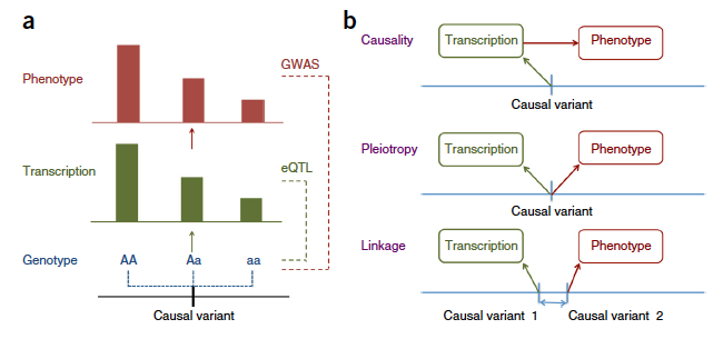 Figure: Association between gene expression and phenotype trough genotypes. (a) A model of causality where a difference in phenotype is caused by a diffference in genotype mediated by gene expression (transcription). (b) Three possible explanations for an observed association between a trait and gene expression through genotypes. From Zhihong Zhu et al.